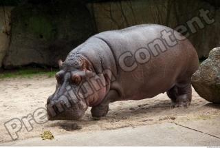 Hippo 0062